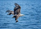 pat rutter - White tailed Eagle.jpg